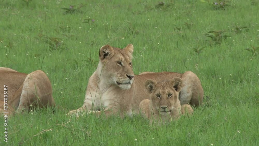 Zoom out of a lioness with her cub sitting in the plains of masai mara. Zoom out of a lioness with her cub sitting in the plains of masai mara.