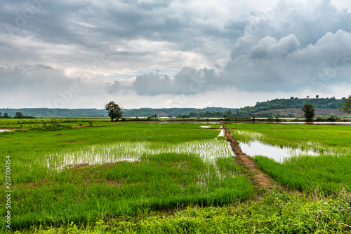 Reisfelder am Mekong photo