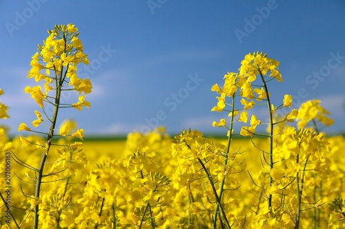 flowering rapeseed canola or colza photo