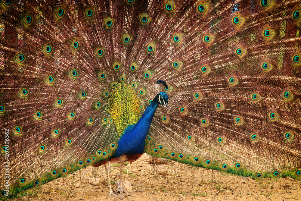 Obraz premium image of beautiful male peacock opening his tail, outdoors.