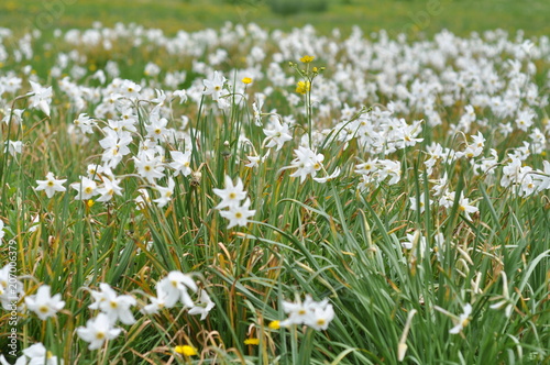 beautiful white flowers