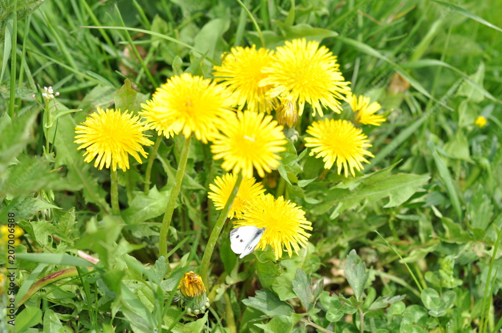 beautiful colorful wildflowers beautiful colorful wildflowers