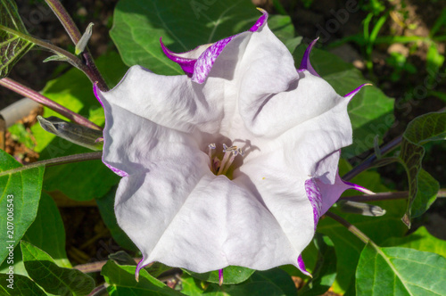 bright pink and purple devil's trumpet flower, Hell's Bells flower, Angel's Trumpet