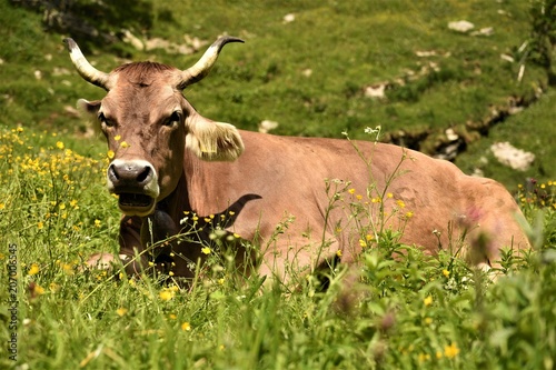  cow with horns lies on a clearing and mooch