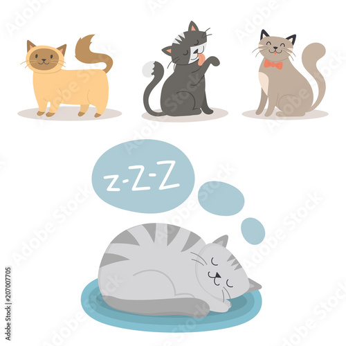 Portrait cat animal sleep pet cute kitten purebred feline kitty domestic fur ...