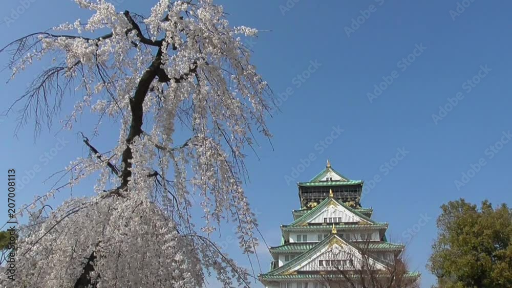 大阪城と枝垂桜