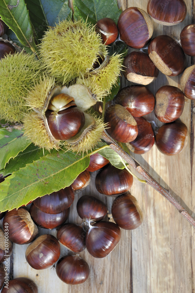 top view on sweet chestnut among leaf on a plank 