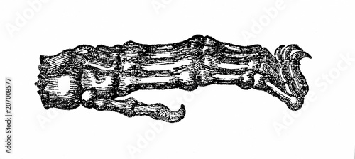 Fototapeta Naklejka Na Ścianę i Meble -  Bones and claws of lion's paw (from Das Heller-Magazin, April 5, 1834)