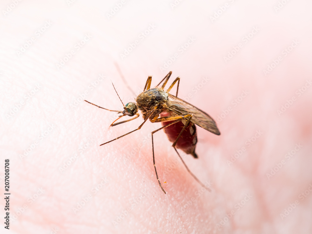 Yellow Fever, Malaria or Zika Virus Infected Mosquito Insect Macro Yellow Fever, Malaria or Zika Virus Infected Mosquito Insect Macro