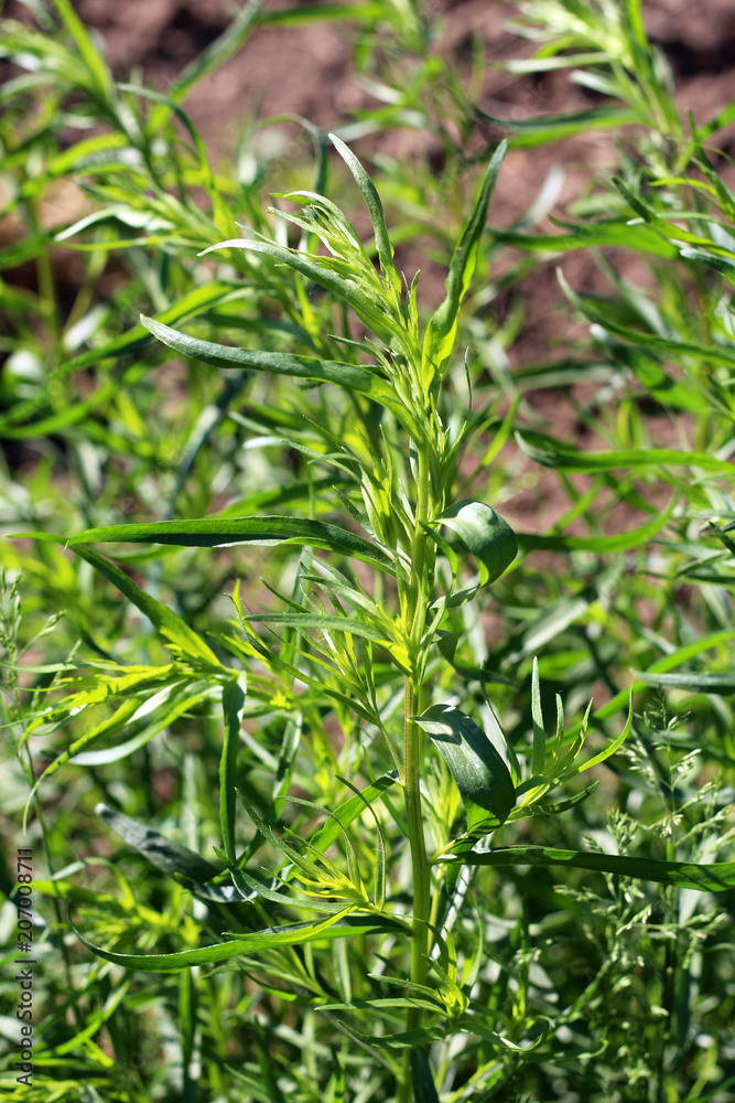 green grass tarragon growing in the garden green grass tarragon growing in the garden