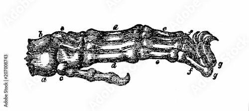 Fototapeta Naklejka Na Ścianę i Meble -  Bones and claws of lion's paw (from Das Heller-Magazin, April 5, 1834)
