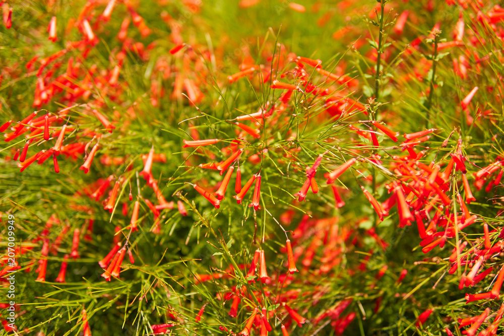 Close-up view of beautiful tropical flower of red color on green bush. Macro shot depth of field. Sunny day in Riviera Maya Mexico. Close-up view of beautiful tropical flower of red color on green bush. Macro shot depth of field. Sunny day in Riviera Maya Mexico.