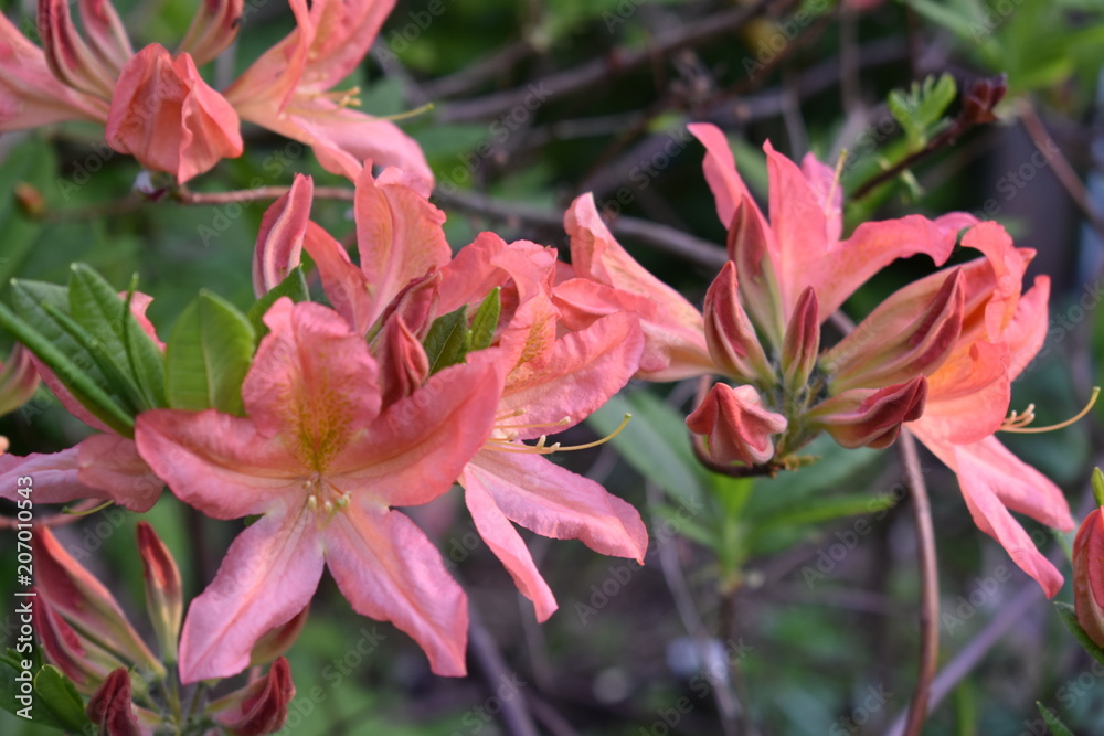 coral rhododendron blooming in the garden on a soft blurry background of leaves and twigs coral rhododendron blooming in the garden on a soft blurry background of leaves and twigs