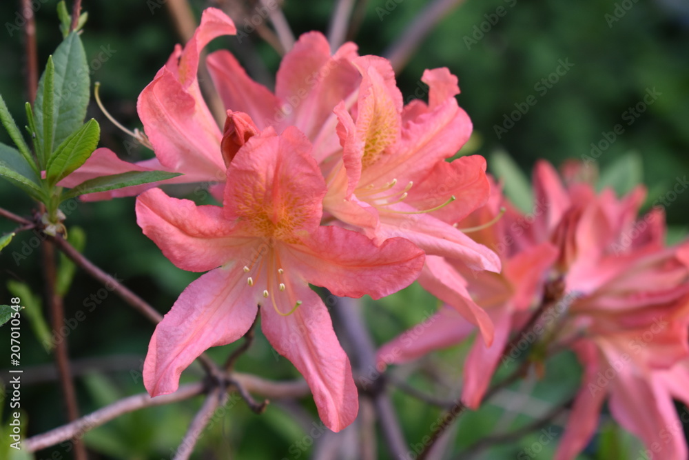 coral rhododendron blooming in the garden on a soft blurry background of leaves and twigs