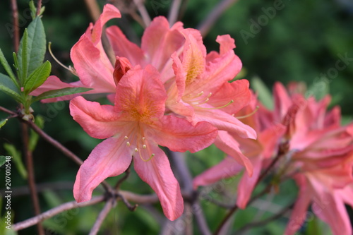 coral rhododendron blooming in the garden on a soft blurry background of leaves and twigs © Alla Dmitriuk