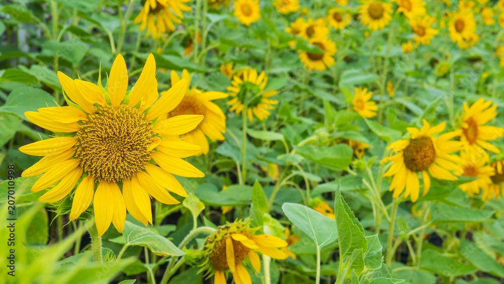 Sunflowers are blooming. Sunflowers are blooming.
