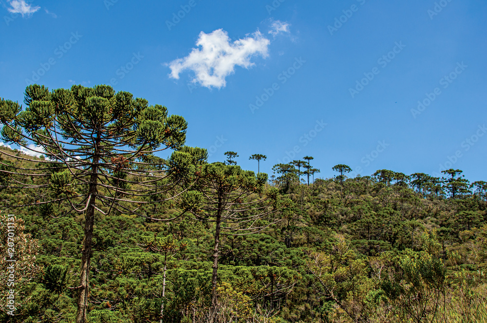 View of treetops in the middle of a pine forest in Horto Florestal, near Campos do Jordao, a city famous for its mountain and hiking tourism. Located in the São Paulo State, southwestern Brazil