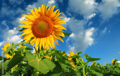 Beautiful sunflower against blue sky