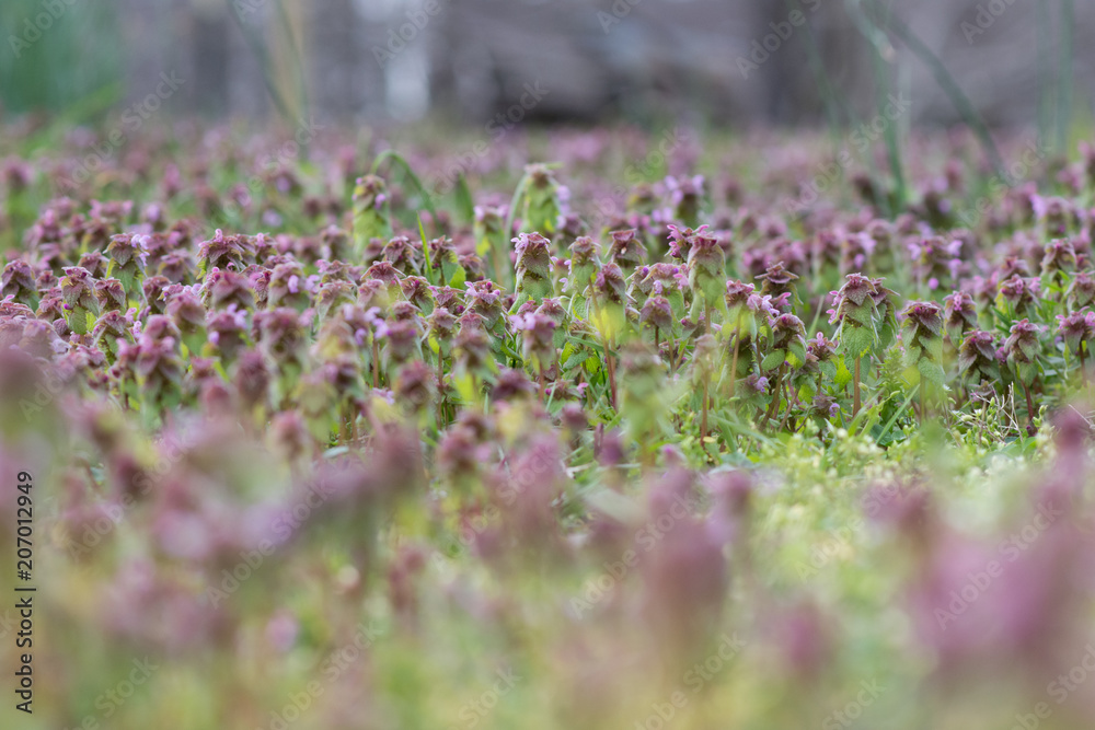 Obraz premium FIELD OF PURPLE CLOVER DIGITAL BACKGROUND