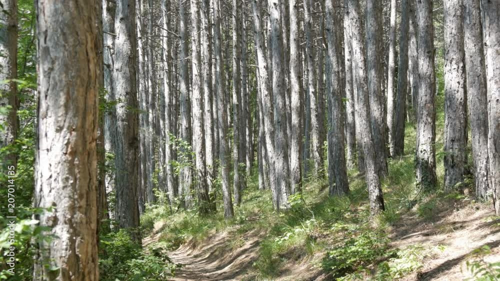 Beautiful mountain forest. Smooth trunks of pine trees in the mountains Beautiful mountain forest. Smooth trunks of pine trees in the mountains