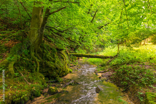 a forest stream in the park, a tree covered with moss, a beautiful landscape