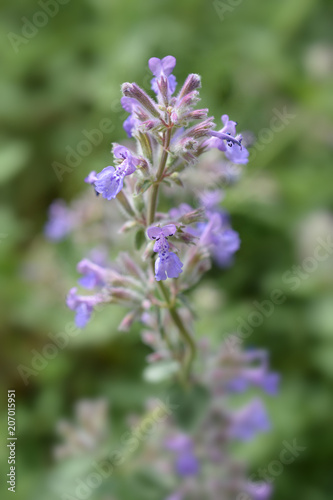 Catnip flowers