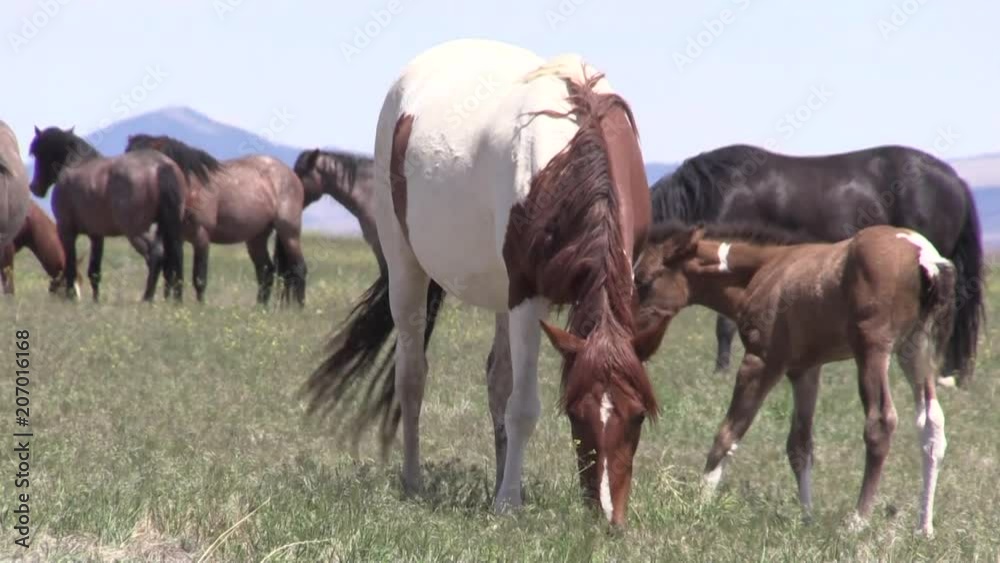 Wild Horses in the Utah Desert Wild Horses in the Utah Desert