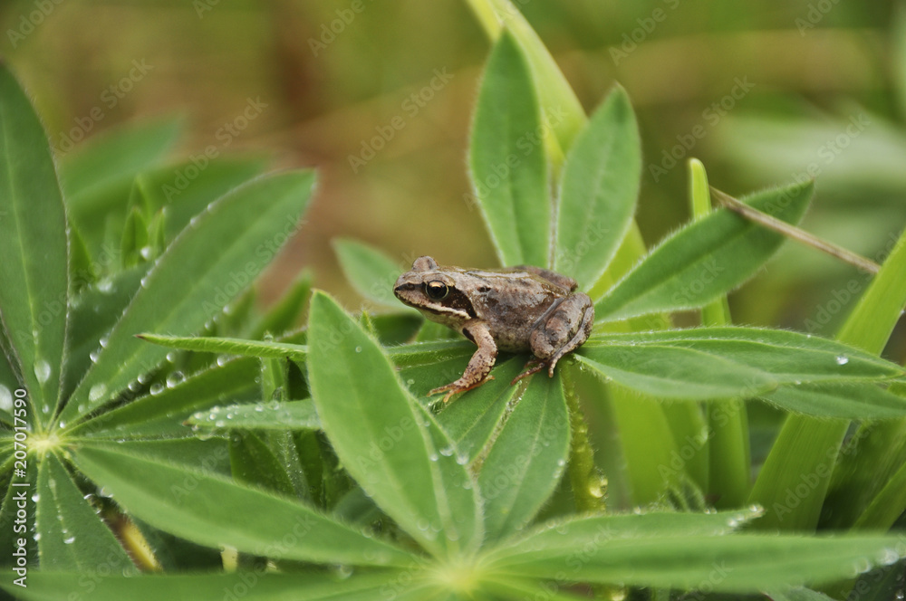 Frog in garden after rain in the evening Frog in garden after rain in the evening