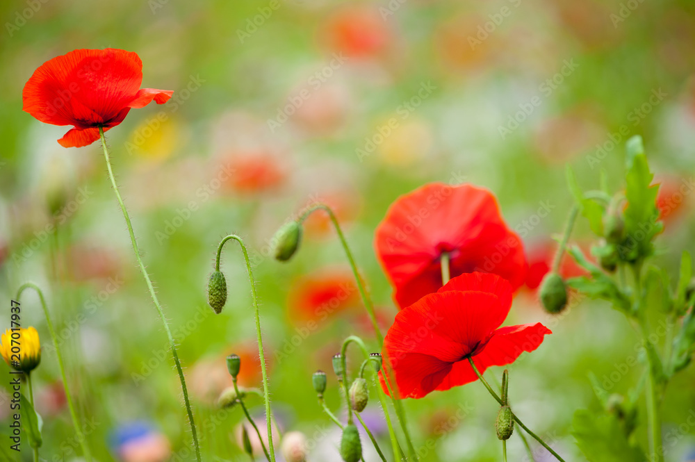 Obraz premium Dzikie Flowes latem