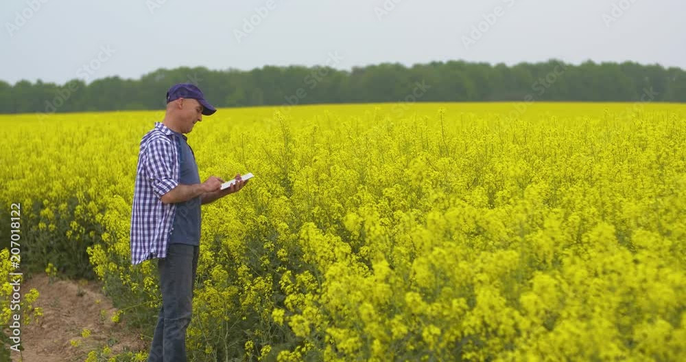 Researcher With Digital Tablet Examining Rape Blossom On Field Researcher With Digital Tablet Examining Rape Blossom On Field