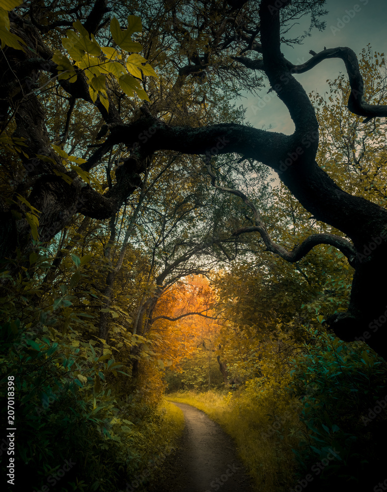 Bosque Bosque
