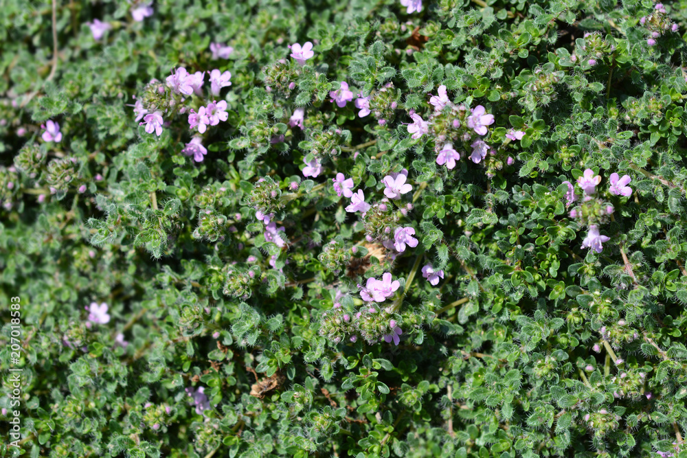 Wild thyme