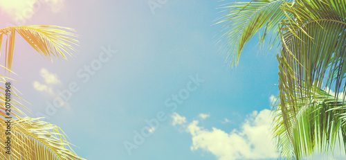 abstract coconut palm leaves tropical and sunny sky in panoramic view background for summer concept