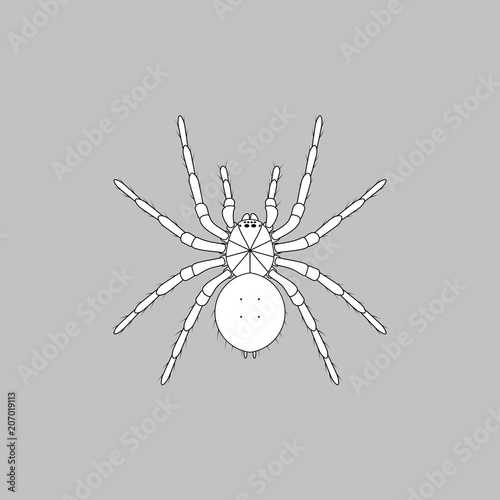 Black and white spider, detailed top view, close-up spider, scary big spider on grey background, poisonous isect, arachnophobia background, spider vector icon