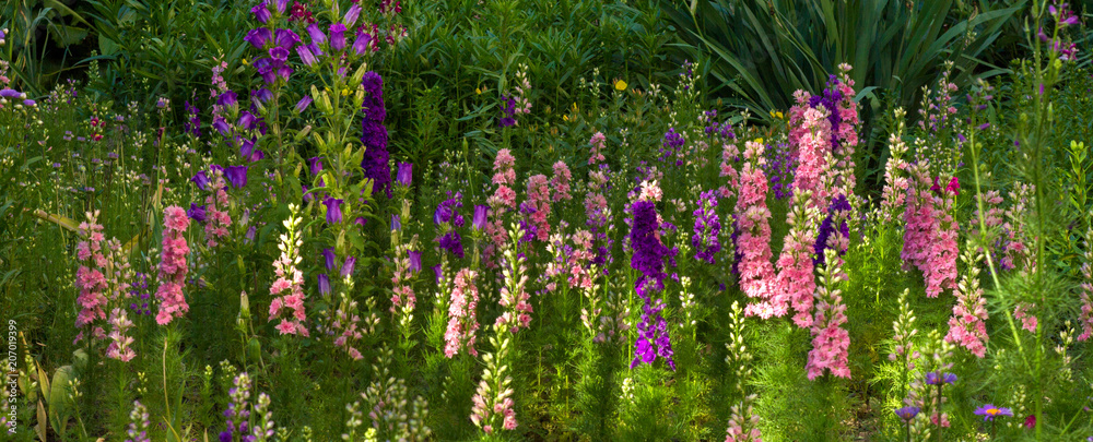 garden flowers of different colors - pink, purple, blue, summer day garden flowers of different colors - pink, purple, blue, summer day