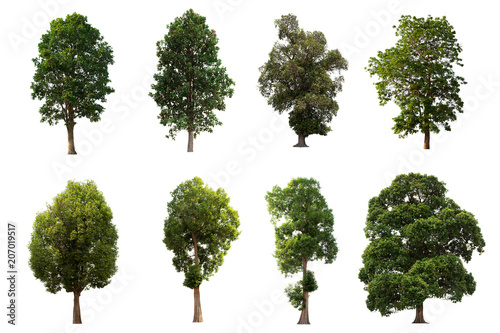 Isolated tree on white background Set the group