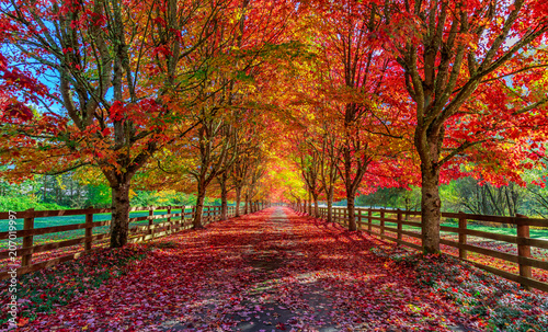 Vászonkép Autumn trees lining driveway
