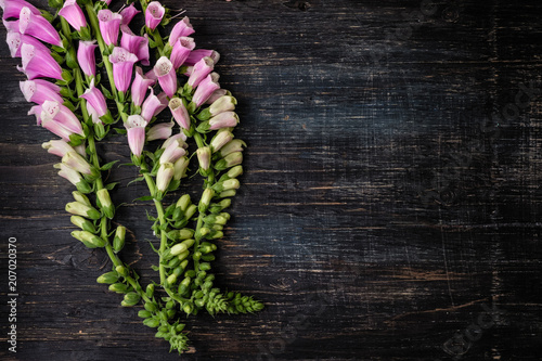 Flowers campanellis on a black wooden background with a mestome for text photo