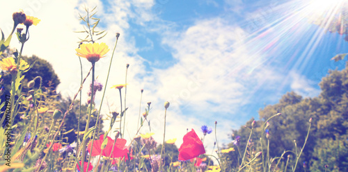 Blumenwiese bunt