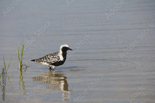 Black-bellied (grey) Plover (Pluvialis squatarola) standing in shallow water foraging for food at Ft. Desoto Park near St. Pete Beach, Florida. © geraldmarella