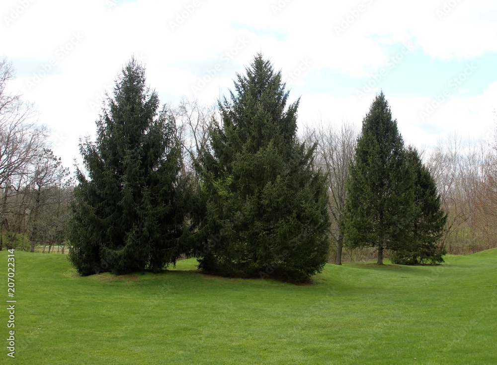 The pine trees in the grass landscape of the park.