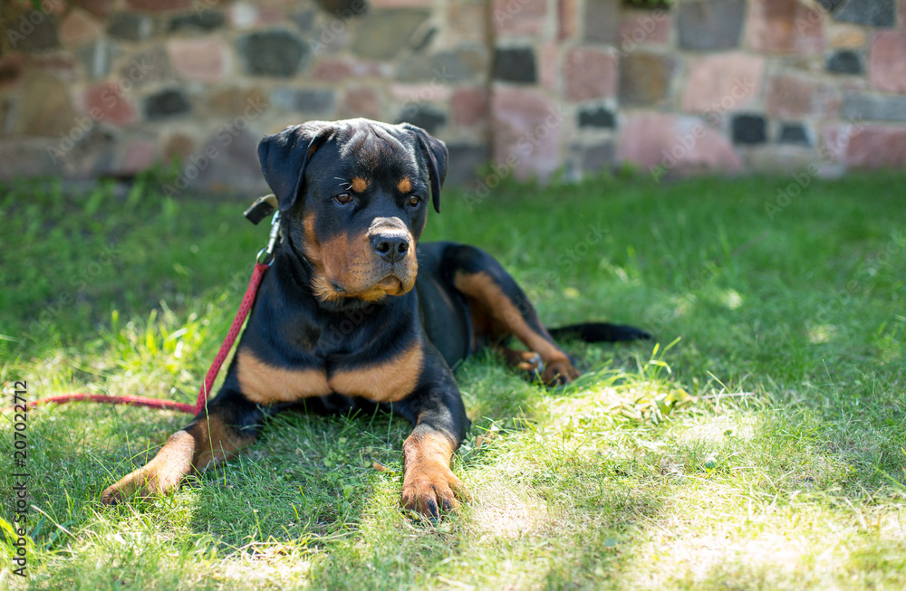 Rottweiler laying down on the leash outdoors Rottweiler laying down on the leash outdoors