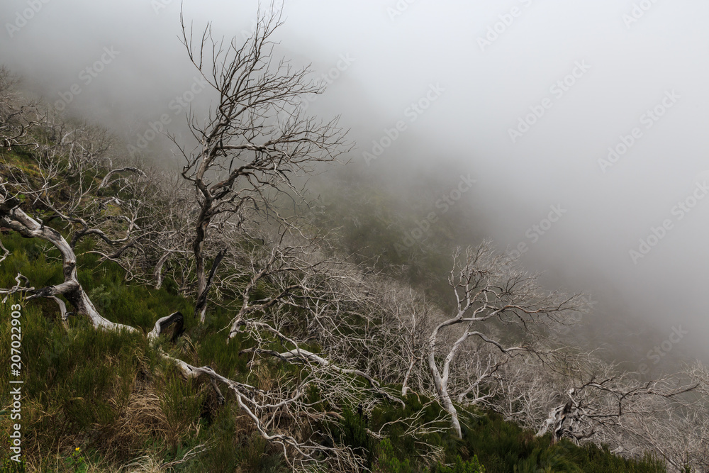 Obraz premium Creepy landscape showing a misty dark forest with dead white trees