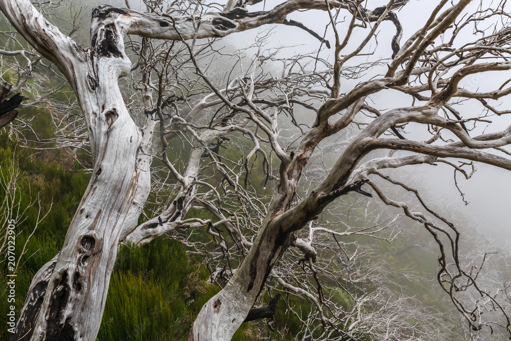 Obraz premium Creepy landscape showing a misty dark forest with dead white trees
