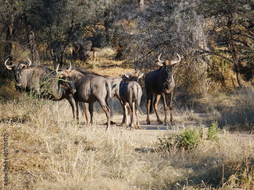 Antelope Namibia