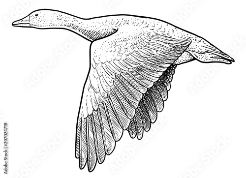 Wild geese illustration, drawing, engraving, ink, line art, vector