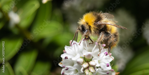 close up of a bumblebee
