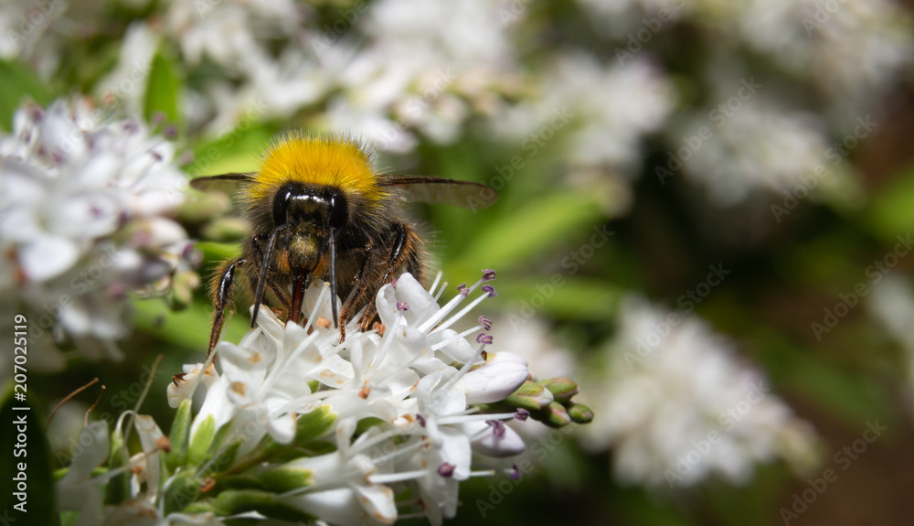 close up of a bumblebee close up of a bumblebee