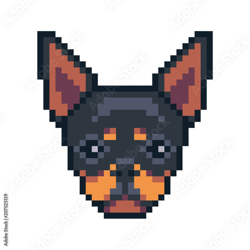 Pixel art chihuahua dog face vector icon.