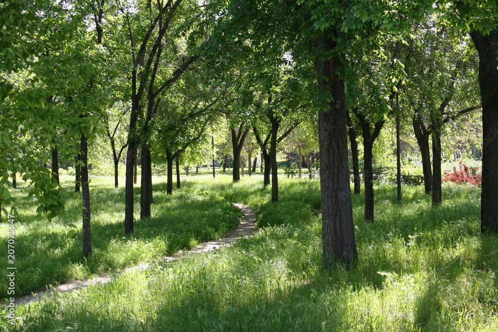 Bosque Bosque